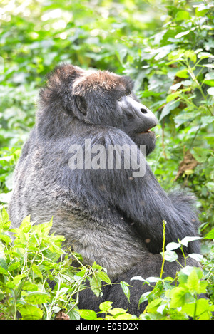 Un gorille mâle ou soi-disant disciple dans le premier parc national de la forêt de Bwindi en Ouganda, Afrique Banque D'Images