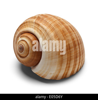 Coquille spiralée isolé sur fond blanc. Banque D'Images