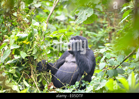 Un gorille mâle ou soi-disant disciple dans le premier parc national de la forêt de Bwindi en Ouganda, Afrique Banque D'Images