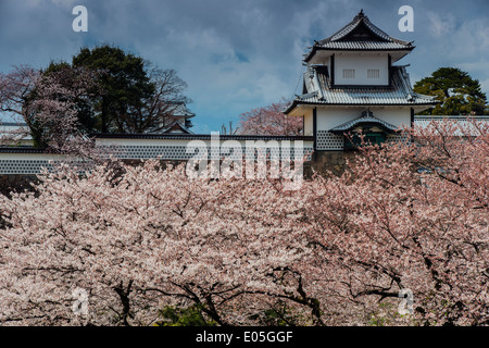 Les cerisiers en fleurs au printemps avec derrière le château de Kanazawa, Kanazawa, Ishikawa Prefecture, Japan. Banque D'Images