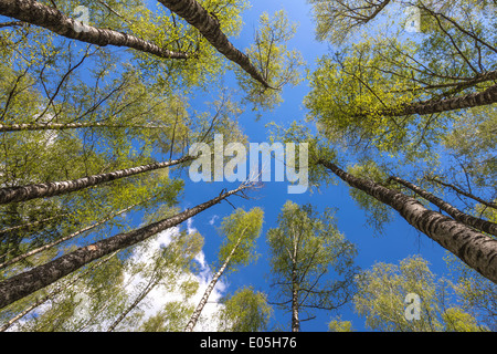 À la recherche jusqu'à le ciel bleu en forêt à travers les arbres. Concept écologique Banque D'Images