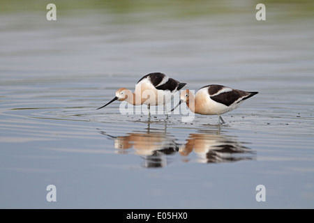 L'Avocette d'Amérique, Recurvirostra americana, ensemble d'alimentation paire Banque D'Images