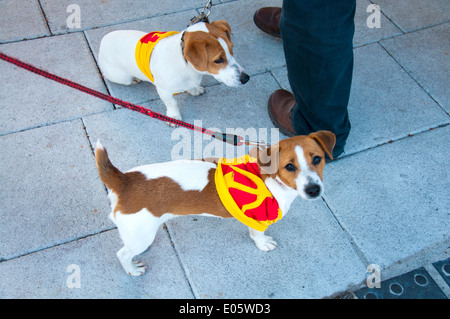 Les chiens habillés en symboles marteau et la faucille communiste à une démonstration du premier mai dans la ville de Cork en Irlande Banque D'Images