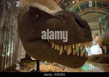 Une exposition de T-Rex au Birmingham Museum & Art Gallery. Tourné avec une lentille grand angle. Banque D'Images