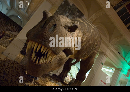 Une exposition de T-Rex au Birmingham Museum & Art Gallery. Tourné avec une lentille grand angle. Banque D'Images