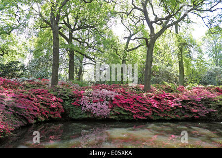Isabella Plantation, Richmond Park, Surrey, UK. 3e mai 2014. Isabella Plantation est un jardin boisé, plein de plantes exotiques. De fin avril à début mai, il y a un magnifique exemple d'azalées et de rhododendrons. Les fleurs éclatantes de cet arbuste à feuilles caduques sont dans une gamme de couleurs de roses, pourpres, et le blues de jaune, orange et blanc. La Plantation est libre d'entrer et se trouve à seulement six kilomètres du centre de Londres. Credit : Julia Gavin/Alamy Live News Banque D'Images