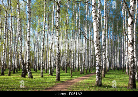 Premier Printemps verts dans la soirée Birch Grove Banque D'Images