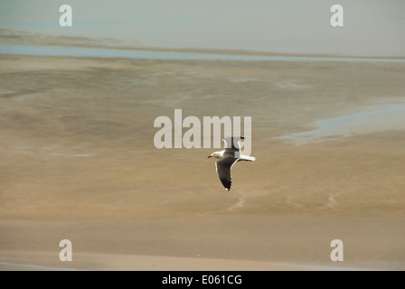 Une mouette blanche avec des ailes entièrement répartis en survolant le sable du Mont Saint-Michel plage à marée basse Banque D'Images