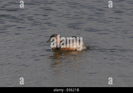 Grèbe castagneux (Tachybaptus ruficollis), Dabchick, en plumage nuptial. Réserve naturelle de Rye, Rye Harbour, Sussex, UK. Banque D'Images