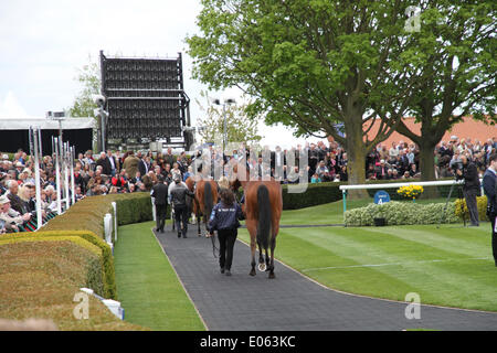 Newmarket, au Royaume-Uni. 06Th Mai, 2014. Newmarket racecourse avec anneau au cours de la parade du festival 2014 guinées de Newmarket. Credit : Action Plus Sport/Alamy Live News Banque D'Images