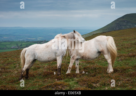 Wild White Welsh Mountain Pony sur Mynydd Llangorse hill, les Black Mountains, parc national de Brecon Beacons, le Pays de Galles Banque D'Images