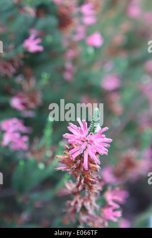 Erica verticillata en fleur, une espèce d'Erica c'est éteint à l'état sauvage Banque D'Images