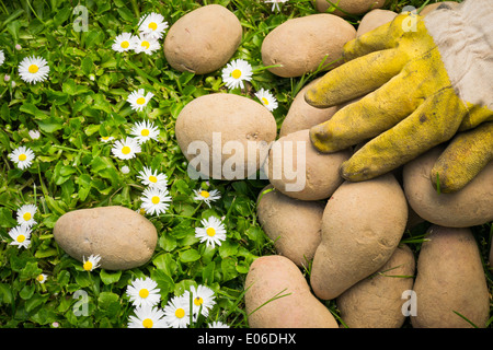 Types de pommes de terre varie sur l'herbe avec une main et de gants couvrant certains d'entre eux. Il y a des pâquerettes dans l'herbe. Banque D'Images