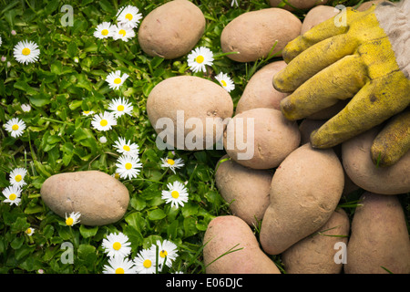 Types de pommes de terre varie sur l'herbe avec une main et de gants couvrant certains d'entre eux. Il y a des pâquerettes dans l'herbe. Banque D'Images