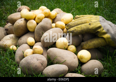 Types de pommes de terre varie sur l'herbe avec une main et de gants couvrant certains d'entre eux. Banque D'Images