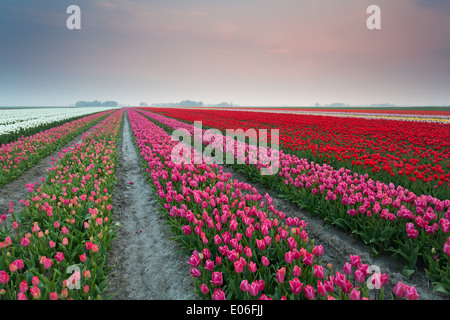 Champs de tulipes colorées au coucher du soleil, Pays-Bas Banque D'Images