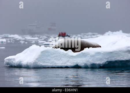 Joint de crabiers allongé dormant sur iceberg avec bateau de recherche et de zodiac dans le backgroundFournier Bay l'Antarctique Banque D'Images