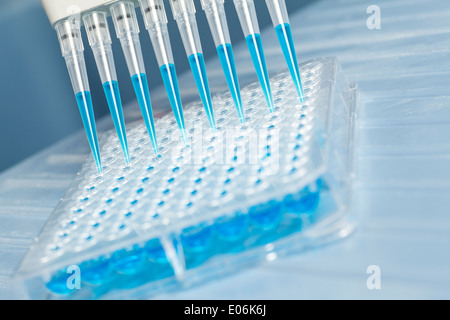 Des échantillons d'une pipette dans un profond puits Banque D'Images