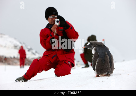 Asian male tourist sur shore excursion en prenant des photos des manchots colonie de pingouins sur l'île cuverville sur l'antarctique Banque D'Images