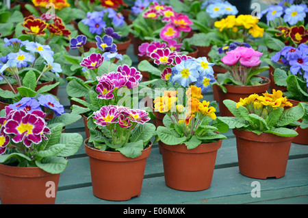 Des pots de primevères de jardin d'hiver coloré en pépinière Banque D'Images