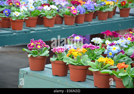 Des pots de primevères de jardin d'hiver coloré en pépinière Banque D'Images