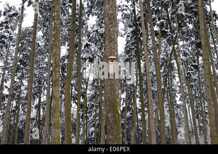 Coeverd avec des arbres dans le parc à neige Varsovie, Pologne Banque D'Images