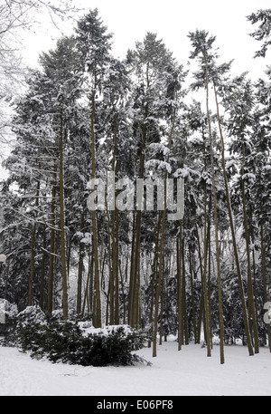 Coeverd avec des arbres dans le parc à neige Varsovie, Pologne Banque D'Images