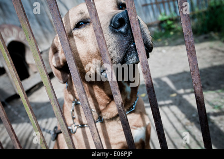 Close up sur mutt amstaff chien derrière les barreaux Banque D'Images