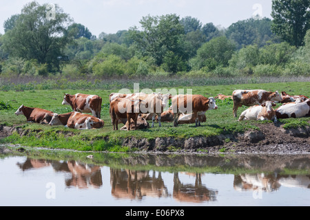 Troupeau de vaches dans un champ. Les vaches sur un point d'eau Banque D'Images