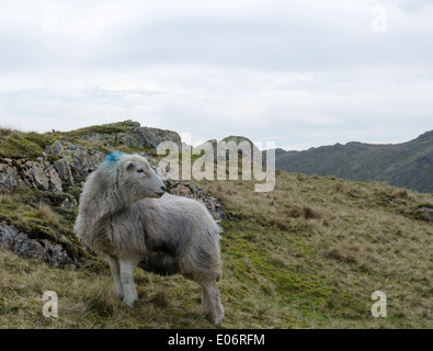 En brebis Herdwick Easedale, Lake District, près de Crag Veau Banque D'Images