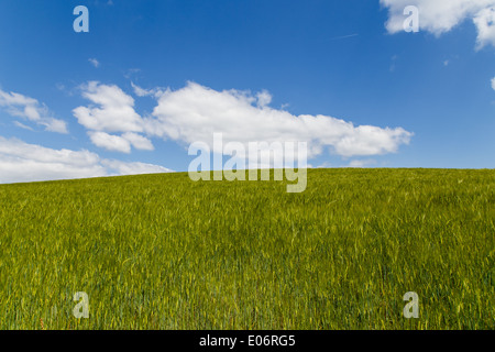 Près de Bâle, Suisse - 4 mai 2014 - Photographie d'un champ vert en face d'un ciel bleu prises un dimanche après-midi, une randonnée. Banque D'Images