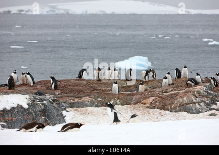 Pingouins dans Gentoo pingouin colonie sur l'île cuverville antarctique Banque D'Images