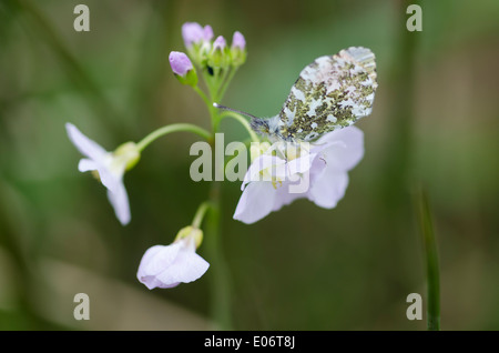 Astuce Orange papillon sur fleur de coucou dans une prairie de Cumbrie au printemps. Banque D'Images