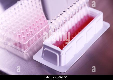 Laboratoire de microbiologie en pipette multi, Close up Banque D'Images