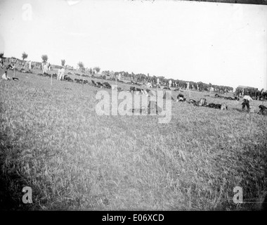 Manoeuvres militaires dans un pré, Excideuil, 1901 Banque D'Images