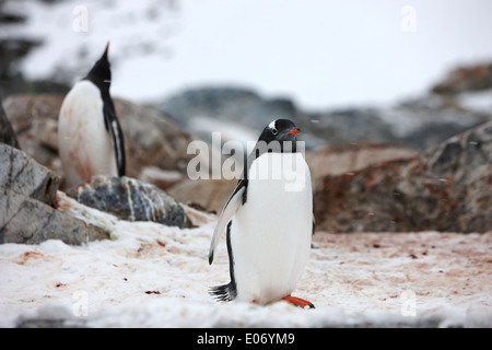 Dans Penguin Gentoo pingouin colonie sur l'île cuverville antarctique Banque D'Images