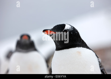 Dans Penguin Gentoo pingouin colonie sur l'île cuverville antarctique Banque D'Images