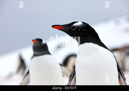 Dans Penguin Gentoo pingouin colonie sur l'île cuverville antarctique Banque D'Images