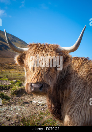 Portrait de vache Highland, Scotland UK Banque D'Images