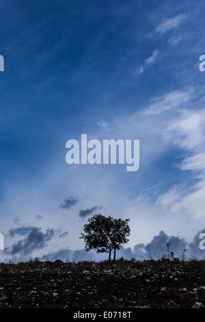 La silhouette d'un arbre isolé sur un ciel bleu Banque D'Images