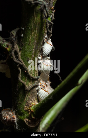 Plan macro sur une colonie de cochenille sur une branche d'agrumes Banque D'Images