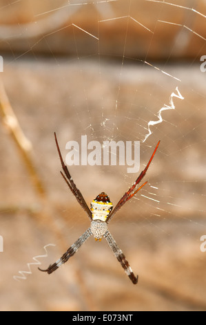 St Andrew's Cross à Spider Prince Frederick Harbour, le Kimberley, Western Australia, Australia Banque D'Images