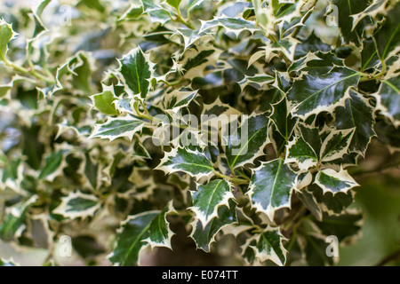 Plan macro sur un buisson de houx avec beaucoup de feuilles vertes et pas de petits fruits Banque D'Images