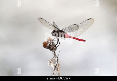 Fiery Skimmer libellule atterrissage sur une tête de fleurs mortes Banque D'Images