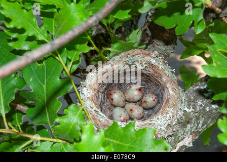 Nid d'oiseau avec des oeufs sur un arbre Banque D'Images