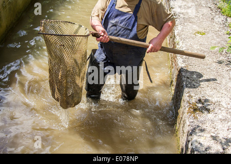 Pêcheur prend un poisson avec un filet, sur la ferme de truites Banque D'Images