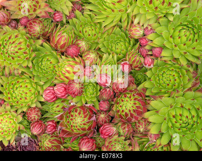 Vert et Rouge Houseleek Sempervivum plante succulente rosaces Banque D'Images