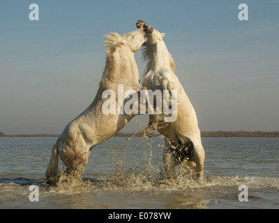 Chevaux Camargue, etalons, combat dans l'eau Banque D'Images