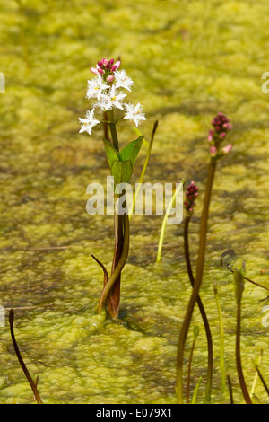 Une croissance floraison Bogbean dans un étang Banque D'Images