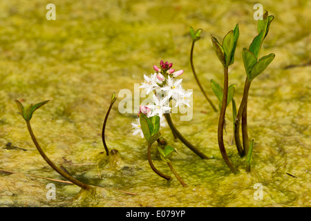 Une croissance floraison Bogbean dans un étang Banque D'Images